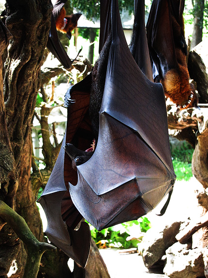 Flying câine, vulpe sau lilieci de fructe