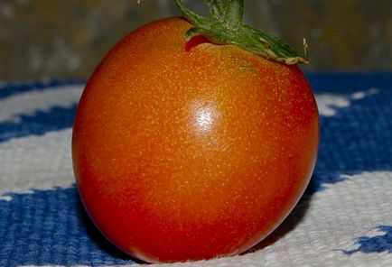 Cele mai bune soiuri de tomate descriere și fotografie, fermă acasă