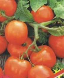 Cele mai bune soiuri de tomate descriere și fotografie, fermă acasă