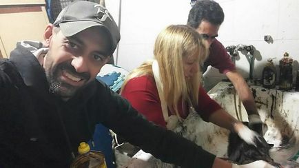 Oamenii salva câine acoperite cu rășină, și de ședere temporară