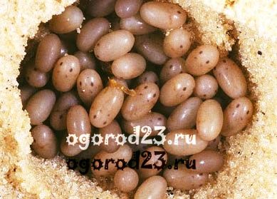 Mole - o fotografie și o descriere a modului de a lupta (crichet) Mole - o fotografie și o descriere a modului în care să se ocupe