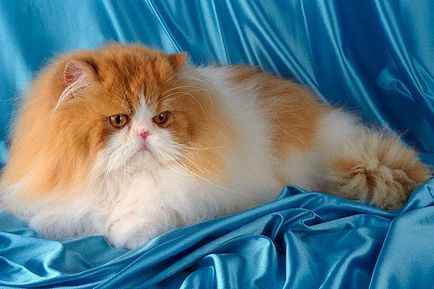 Prezentare generală a rasei pisica persana, descrierea și fotografia acestuia