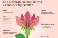 Ce „ei spun“ flori, și cum de a alege un infografic buchet, infografice, întrebare și răspuns,