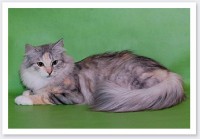 Culorile de pisici din Siberia - o țară de pisici