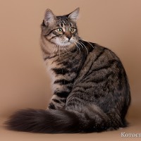 Culorile de pisici din Siberia - o țară de pisici