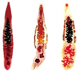 Simptomele opisthorchiasis și tratamentul remedii populare la domiciliu (tratament) Simptomele opisthorchiasis și tratamentul de remedii populare la domiciliu