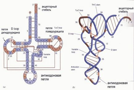 Diferențele dintre ADN de la ARN - studopediya