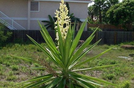 Palma yucca - plantare și îngrijire la domiciliu, de reproducere, fotografii, cum să se uite după o Yucca în timpul iernii și