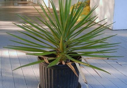 Palma yucca - plantare și îngrijire la domiciliu, de reproducere, fotografii, cum să se uite după o Yucca în timpul iernii și