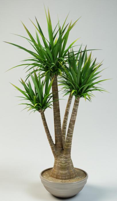 cultivare de palmier Yucca și îngrijire