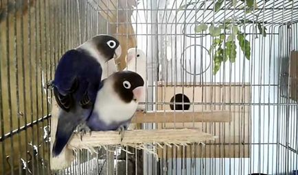 Cântând lovebirds, lovebirds vorbi (foto și video)