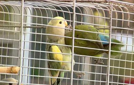 Cântând lovebirds, lovebirds vorbi (foto și video)
