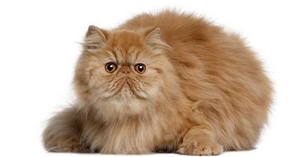 Persană pisica - fotografii, descriere, îngrijire, natura și prețul de pisicuțe