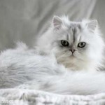 fotografie pisică persană, îngrijire și întreținere, caracterul, caracteristicile rasei și recenzii ale proprietarilor,