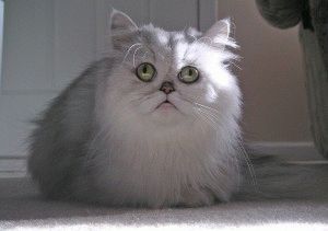 Persană pisică - o descriere a naturii, foto, pret, site-ul pepinieră „halbă“