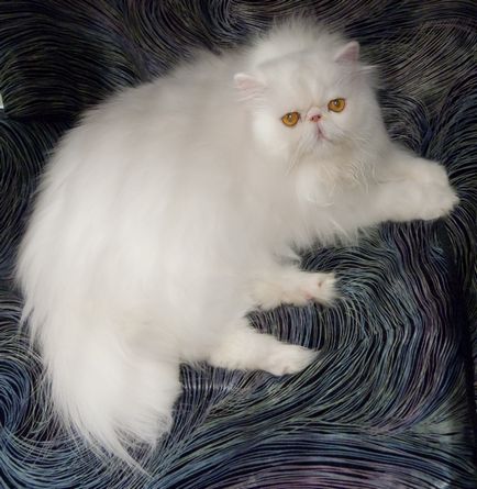 fotografie persană pisică