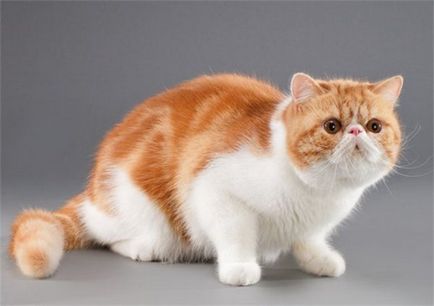 Persană pisica - 21 fotografii