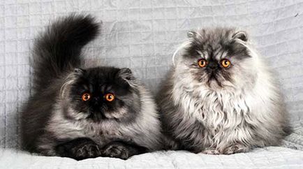 Persană pisica - 21 fotografii