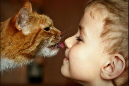 De ce pisicile ling oamenii descriu toate cauzele cunoscute