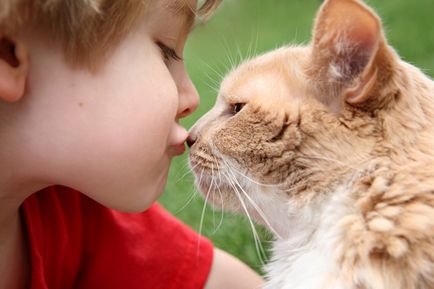 De ce pisicile ling oamenii descriu toate cauzele cunoscute
