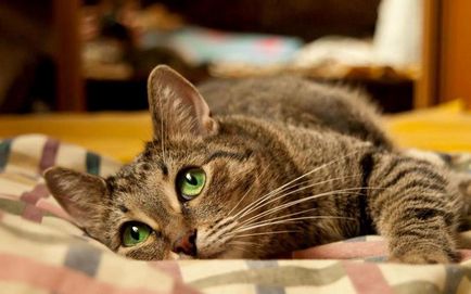 De ce pisicile dorm mult de ce pisica nu mananca mult si doarme