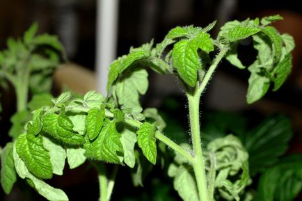 De ce tomate frunze cauzele și metodele de tratament curl