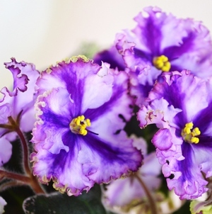 Alege cel mai bun îngrășământ pentru flori violete și să învețe cum să se hrănească în mod corespunzător