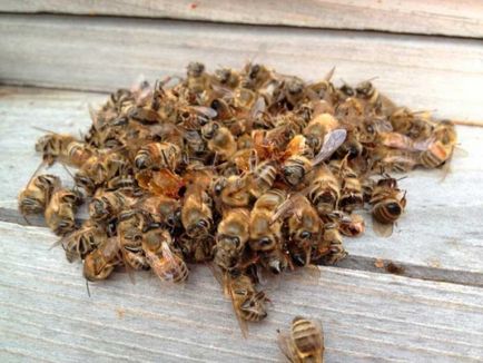 Podmore ceară de albine și tratarea prostatita ca de gătit, tratament, contraindicații