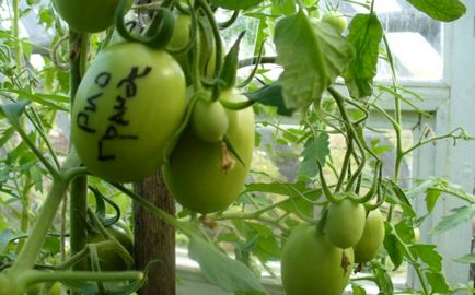 Tomate Rio Grande (25 poze) tomate, descrierea originală a soiului, comentarii