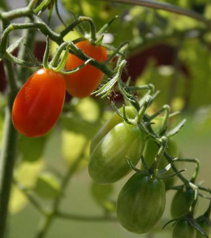 Descrierea de tomate Rio Grande a soiului și în creștere