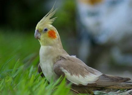 papagalul Parrot - îngrijire și întreținere, cum să învețe să vorbească