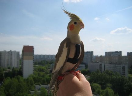 papagalul Parrot - îngrijire și întreținere, cum să învețe să vorbească