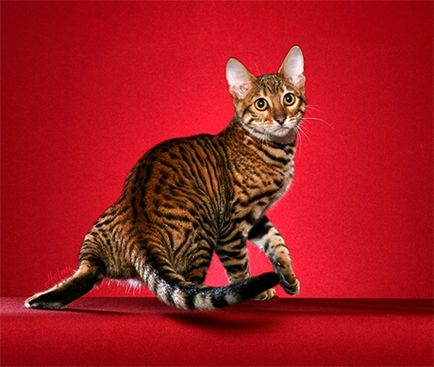 pisică populare rase tigrat cu fotografii