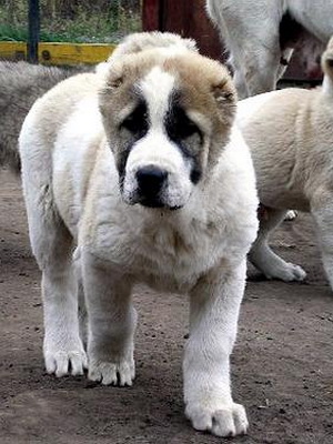 Rasa fotografii Câine ciobanesc din Asia Alabai, video și o descriere a standardului rasei, natura câinilor