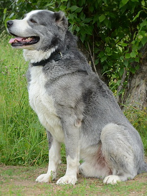 Rasa fotografii Câine ciobanesc din Asia Alabai, video și o descriere a standardului rasei, natura câinilor