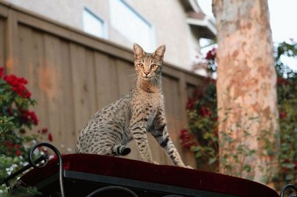 Cat rase de tigru si leopard de culoare, site-ul „halbă“