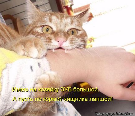Imagini haioase despre pisici animale (65 poze) - poze haioase si umor