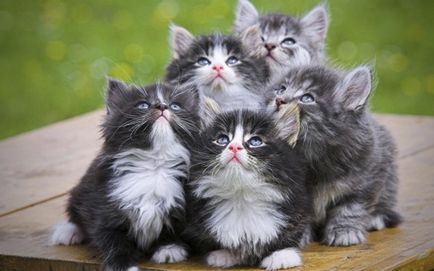 Imagini haioase despre pisici animale (65 poze) - poze haioase si umor
