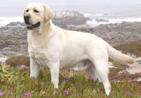 Prokolin pentru câini cu instrucțiuni complete și sfatul unui medic veterinar