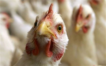 simptome de gripa aviara la puii de găină, cum să definească și modul de a trata boala (foto)