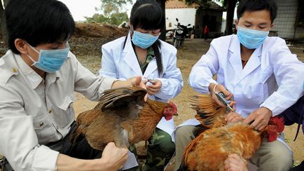 simptome de gripa aviara la puii de găină, cum să definească și modul de a trata boala (foto)