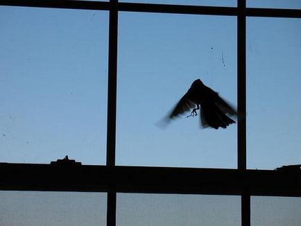 O pasăre a zburat pe fereastră - un semn de bun sau rău