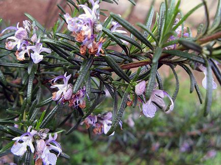 Rosemary plantelor - cultivarea de semințe într-un teren deschis, cum să crească rozmarin în casă