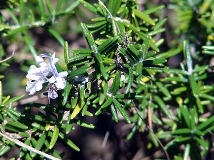 Rosemary plantelor - cultivarea de semințe într-un teren deschis, cum să crească rozmarin în casă