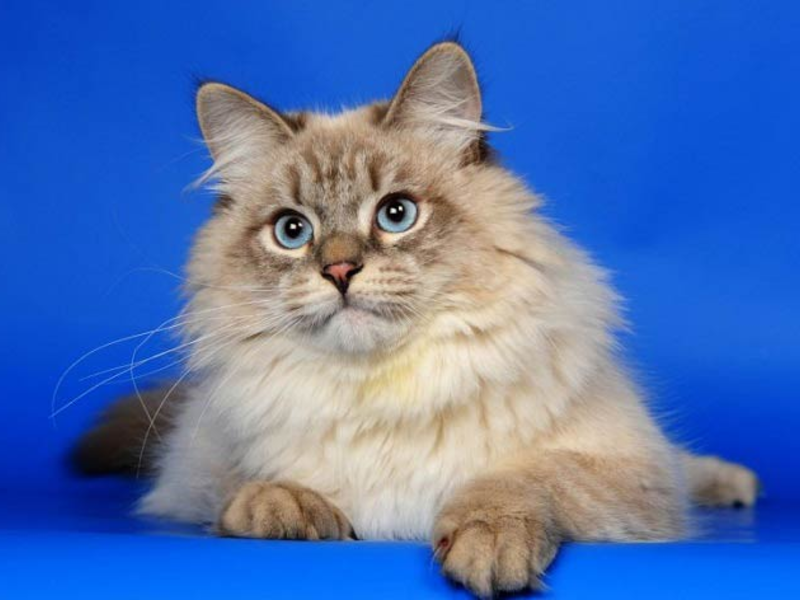 Reproducție pisoi siberian caracteristice rasei, reguli de îngrijire, poze cu pisici