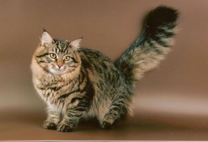 Reproducție pisoi siberian caracteristice rasei, reguli de îngrijire, poze cu pisici