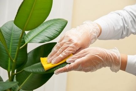 Recomandări pentru curățarea houseplants de praf