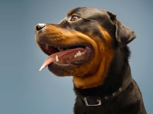 avantaje și dezavantaje Rottweiler TEXTE rasa