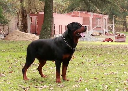 descriere rasa Rottweiler, caracteristicile rasei, cu fotografii și video
