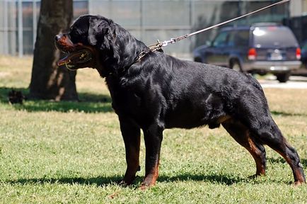 descriere rasa Rottweiler, caracteristicile rasei, cu fotografii și video